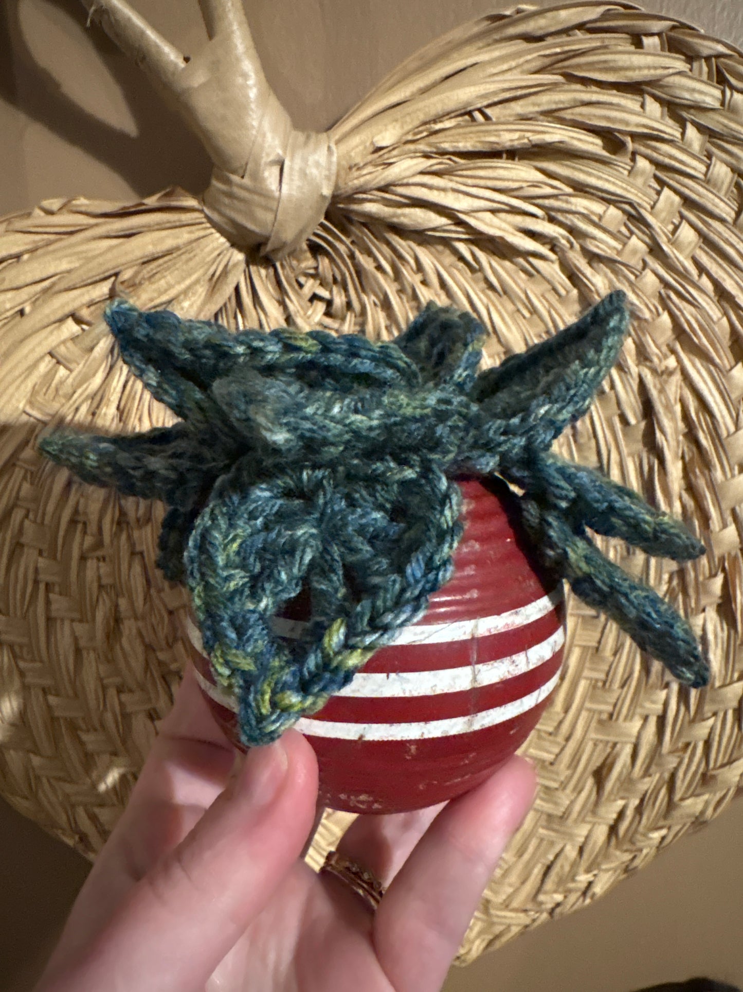 Croquet Ball Plant 002