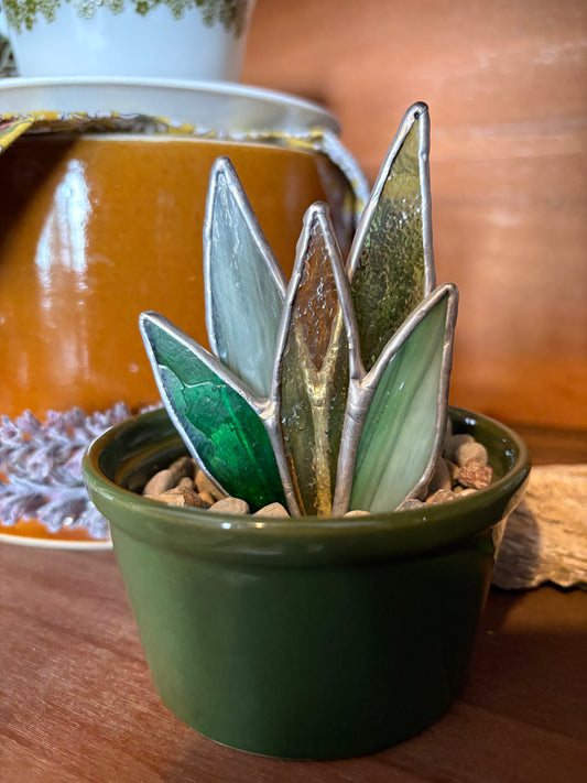Snake Plant 004