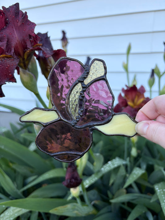 Iris