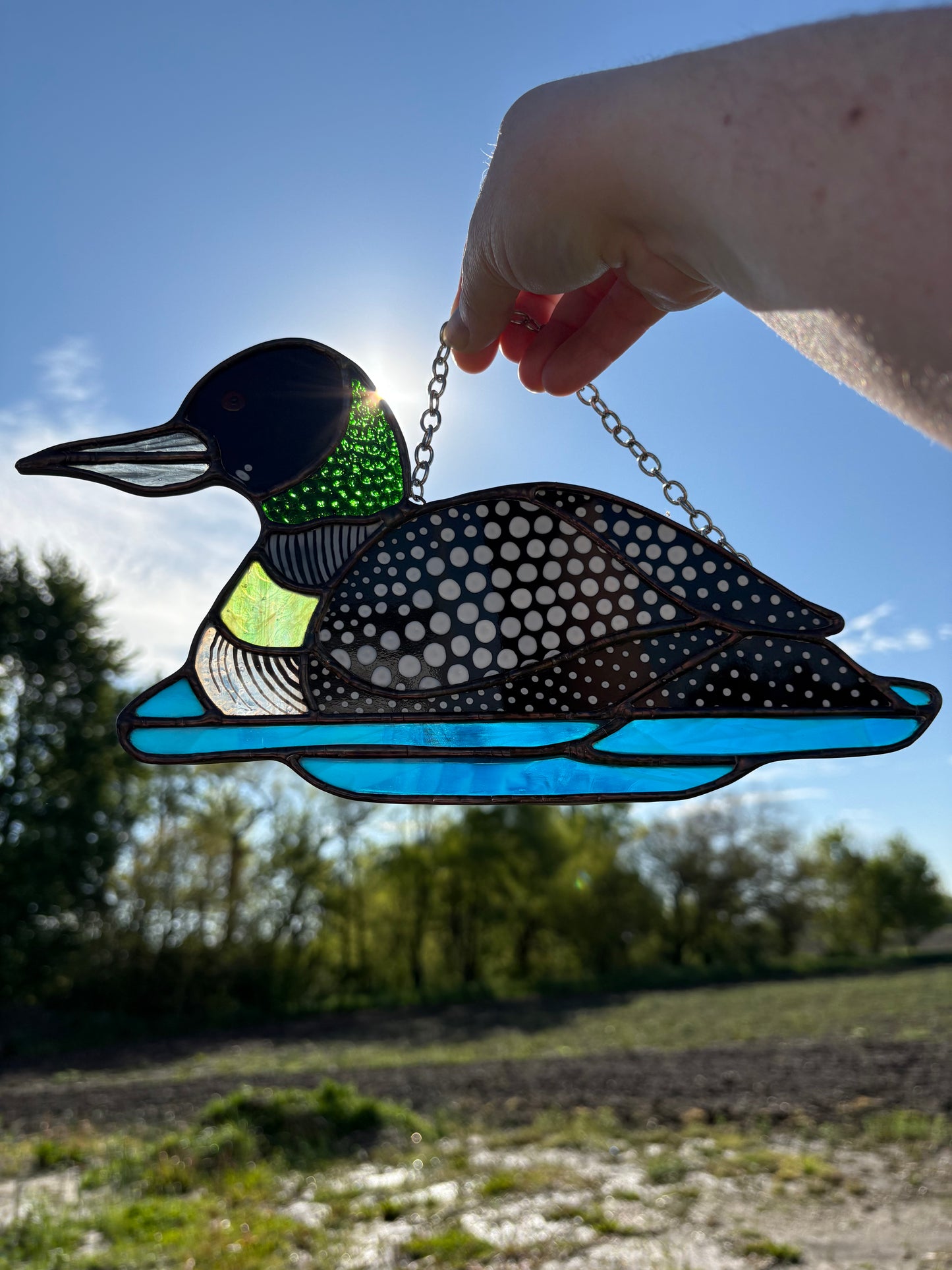 Common Loon
