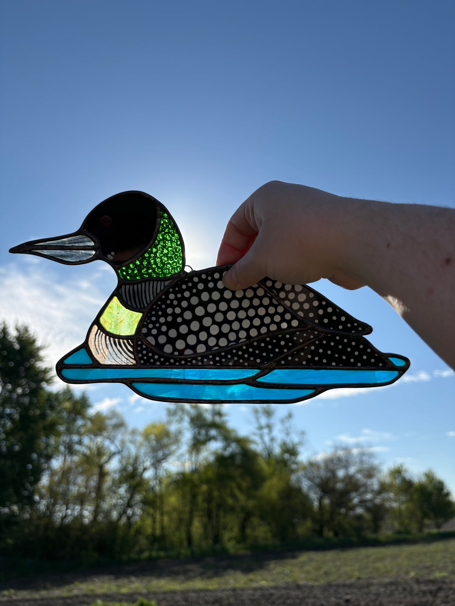 Common Loon